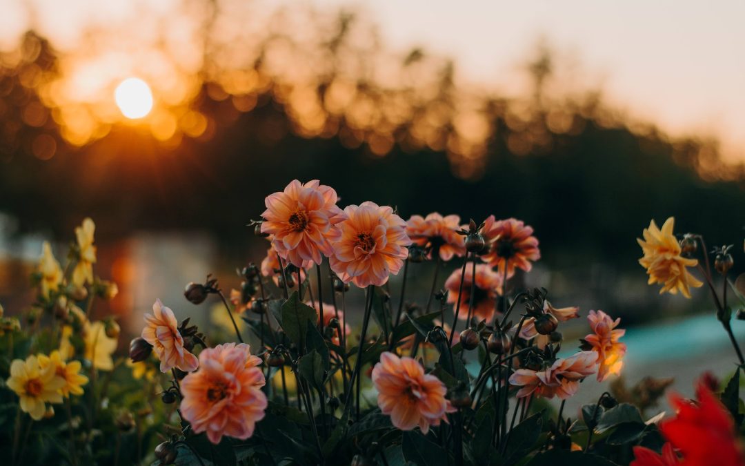 Callie’s WWOOF Story