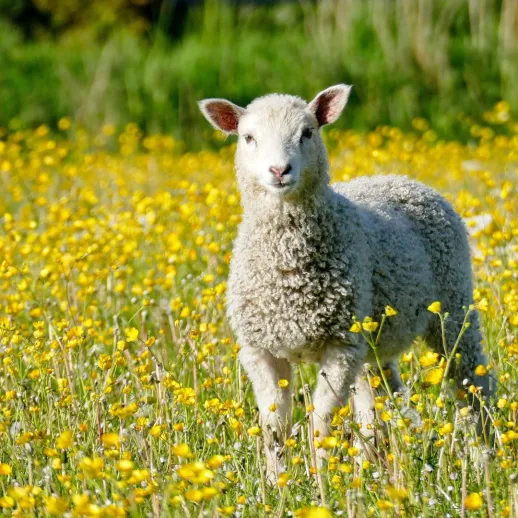 Gratitude: Words from WWOOF Host Misty